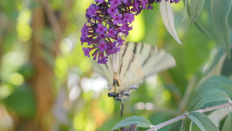 Butterfly-drinking-nectar-on-a-flower,-blurry-background.